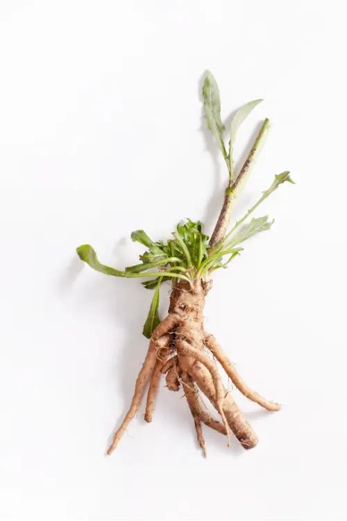 Chicory Root on White background