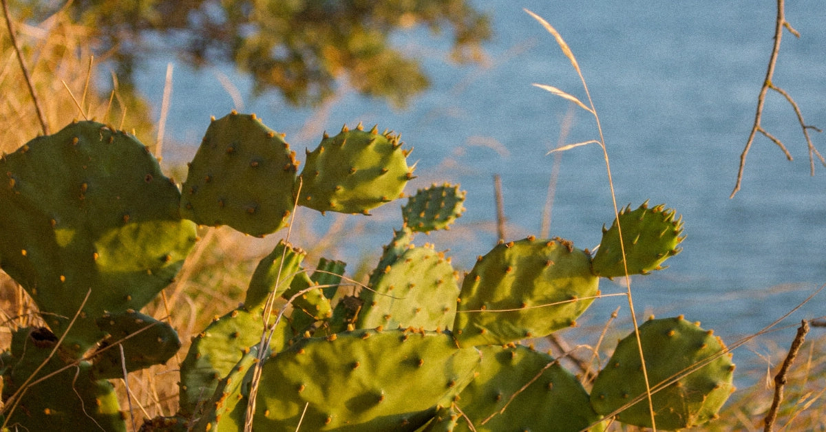 Green prickly pear cactus pads in a natural outdoor setting with dry grass in the foreground and a blue body of water in the background.