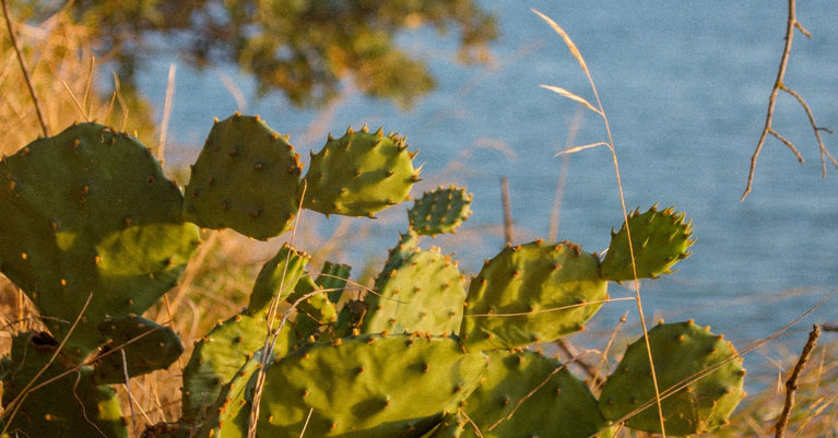 Green prickly pear cactus pads in a natural outdoor setting with dry grass in the foreground and a blue body of water in the background.