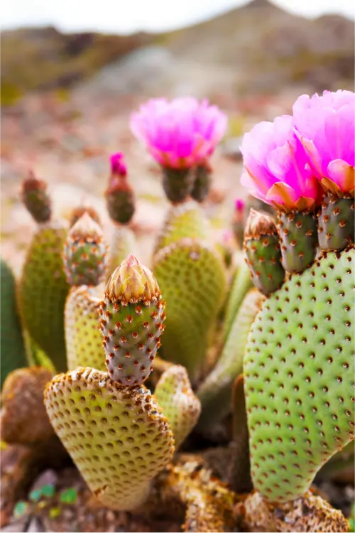 Cactus with pink flowers in a natural setting