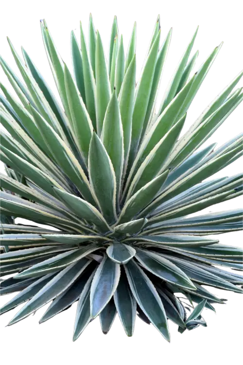 Close-up of a green succulent plant with a white background